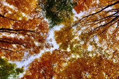 3-Seasons-Fall-b