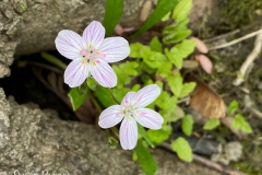 Spring-Wildflowers