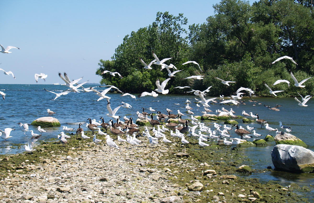 Lake-Erie-Islands-Gulls