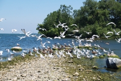 Lake-Erie-Islands-Gulls